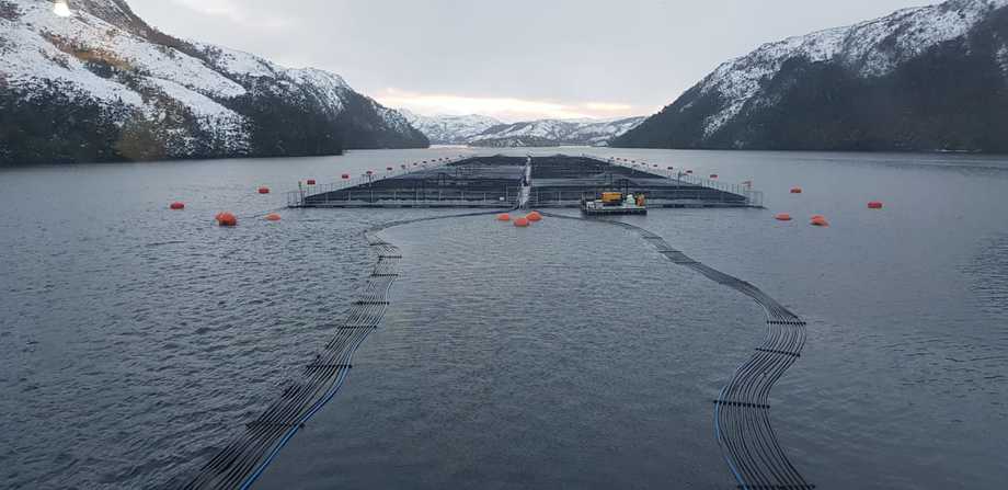 Trabajador de Nova Austral se auto-despidió para no cometer ilícitos ordenados por la salmonera