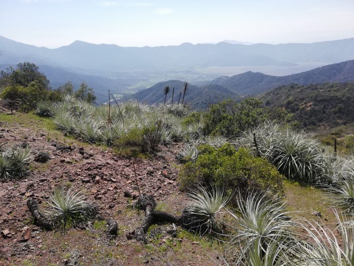 Investigación plantea que hasta 43,6% de la vegetación nativa chilena estaría bajo riesgo frente al cambio climático