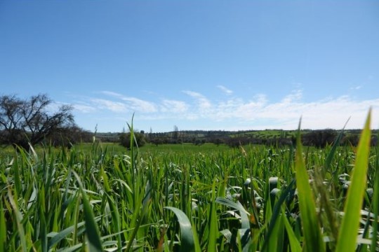 Suelos degradados por la agricultura: causas, reparación y agroecología