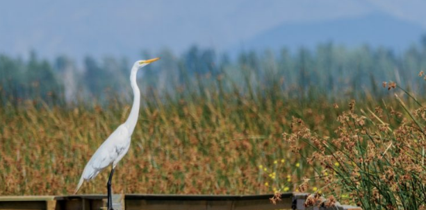 Declaran a la Laguna del Humedal de Batuco como nuevo Santuario en la región Metropolitana