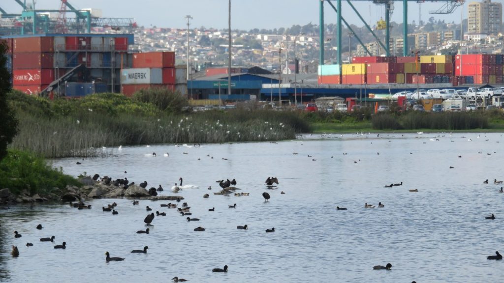 Medio ambiente vs Crecimiento económico: caso lagunas de Llolleo – humedal Ojos de Mar