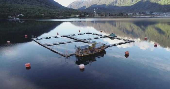 No más salmoneras en áreas protegidas: presentan proyecto que prohíbe concesiones en zonas de conservación