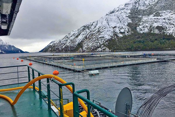 Nova Austral nuevamente en la mira de Sernapesca: Autoridad fiscaliza presunto escape de peces en uno de sus centros