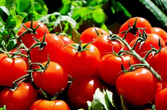 ¿Cuál es el costo ambiental de producir tomates todo el año?