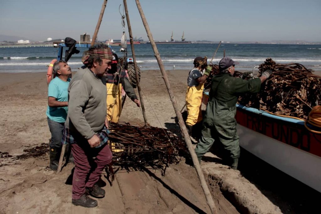 Chile: el tesoro de los pescadores de Ventanas