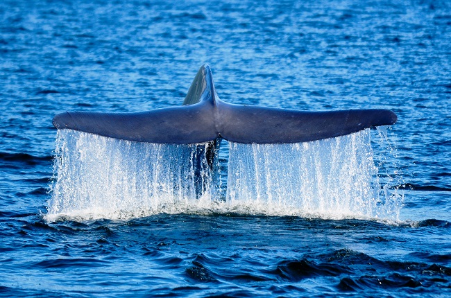 Nuevo parque marino en la región apuesta por la conservación de las ballenas azules