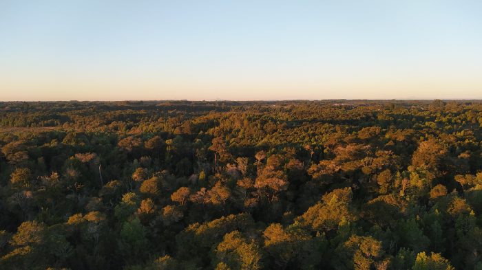 Bosques del sur de Chile y sus suelos: campeones mundiales para almacenar carbono y combatir el cambio climático