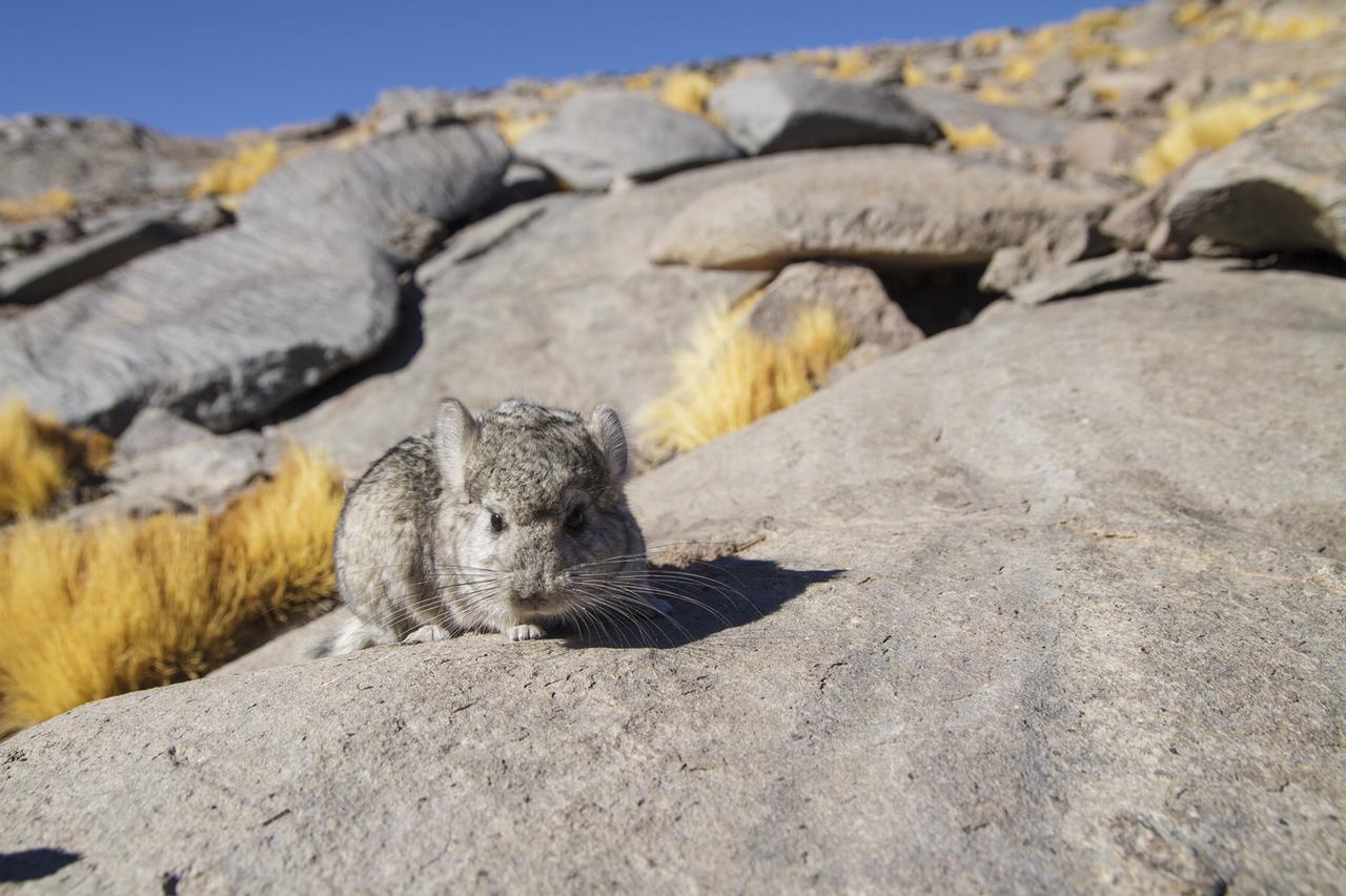 SMA formuló cargos graves contra minera Gold Fields por muerte y relocalización de chinchillas