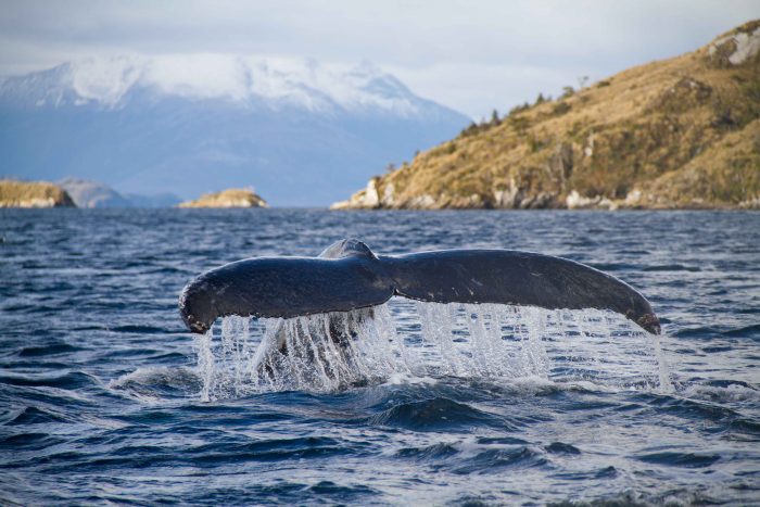 Investigación chilena sobre amenazas a ballenas azules destaca entre las 100 más difundidas a nivel mundial