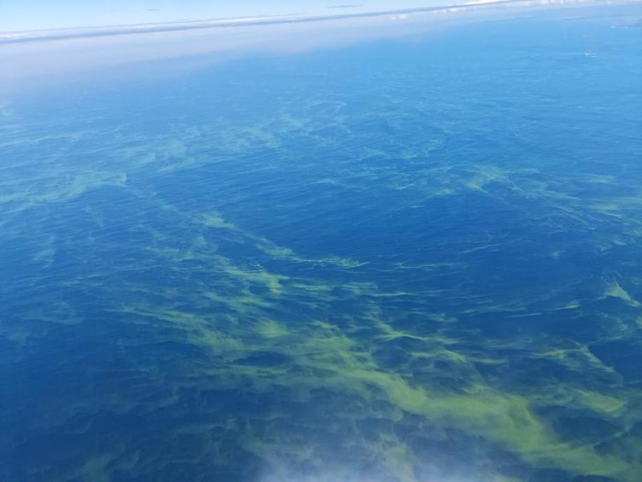 Registran floración de microalga verde en Golfo Corcovado