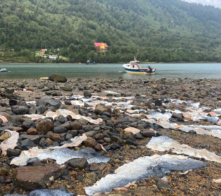 Comunidad de Puyuhuapi molesta por restos de salmones a orilla de la bahía