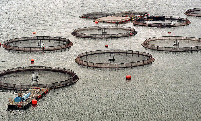 Reportan a Sernapesca muerte de casi 300 mil salmones en centro de cultivo en Cochamó