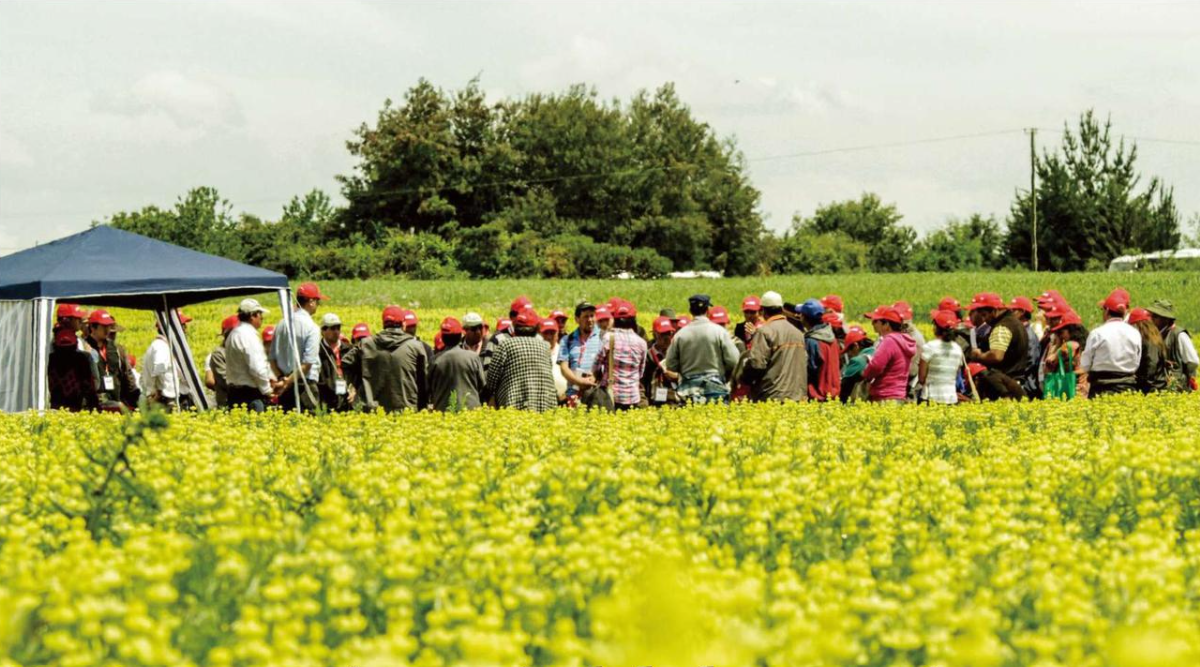 La Araucanía: capital de la proteína vegetal sustentable