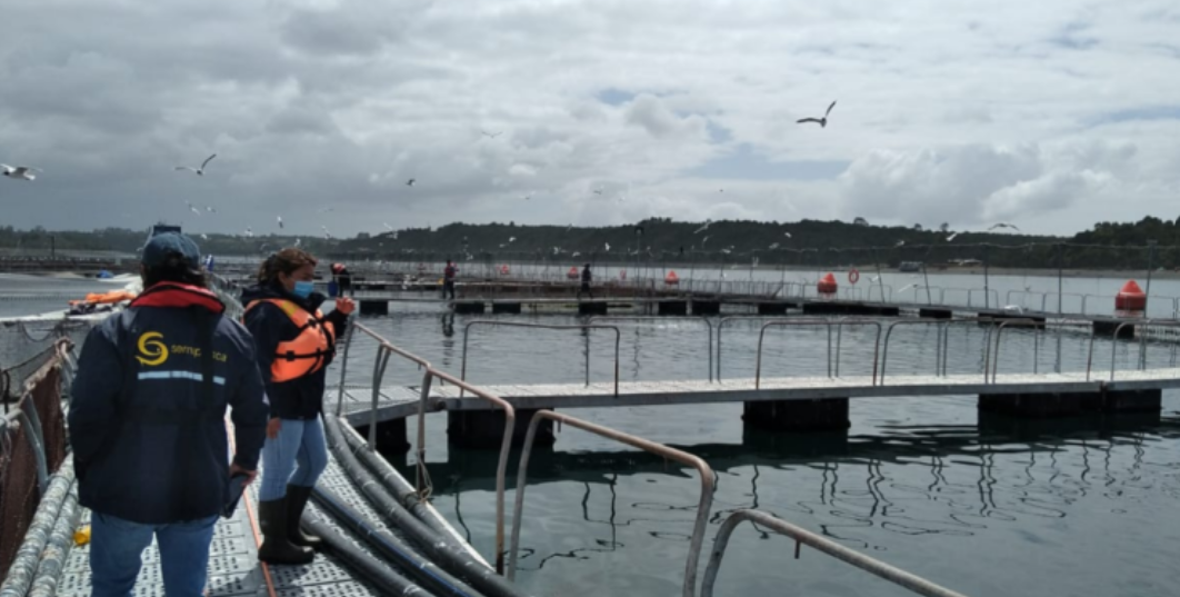 Sernapesca confirma escape de peces en Calbuco: empresa atribuye el hecho a sabotaje de terceros