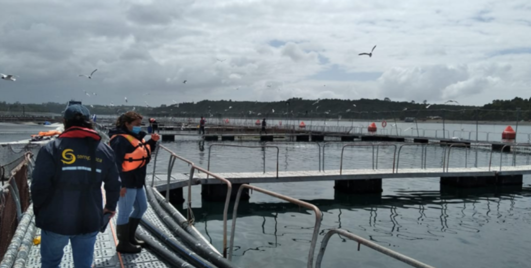 Indagan qué fue lo que produjo la muerte de salmones en el Estuario del Reloncaví