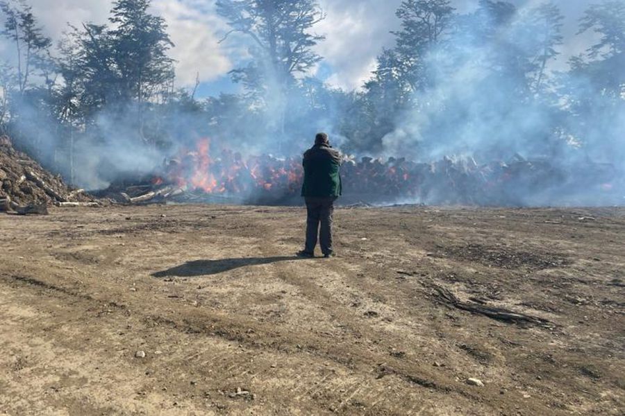 Suben a casi 300 las hectáreas arrasadas por el incendio forestal en la comuna de Timaukel