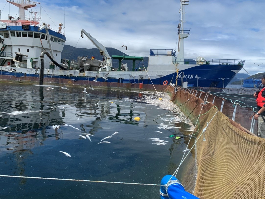 Concluye retiro y disposición final de mortalidad de salmones afectados por floraciones algales nocivas en Aysén