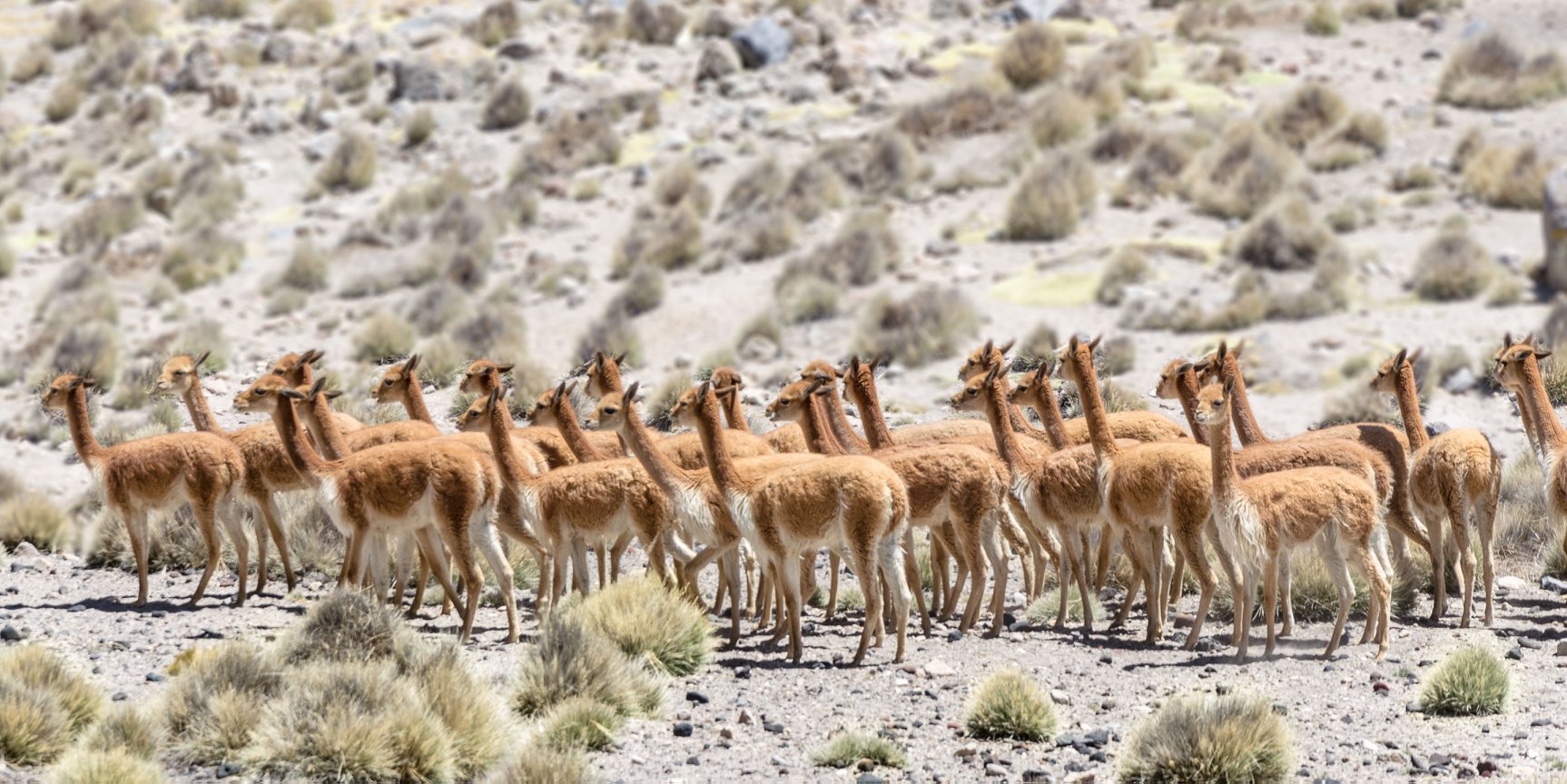 Choquelimpie: la minera en Chile que busca reactivarse en plena Reserva Nacional Las Vicuñas