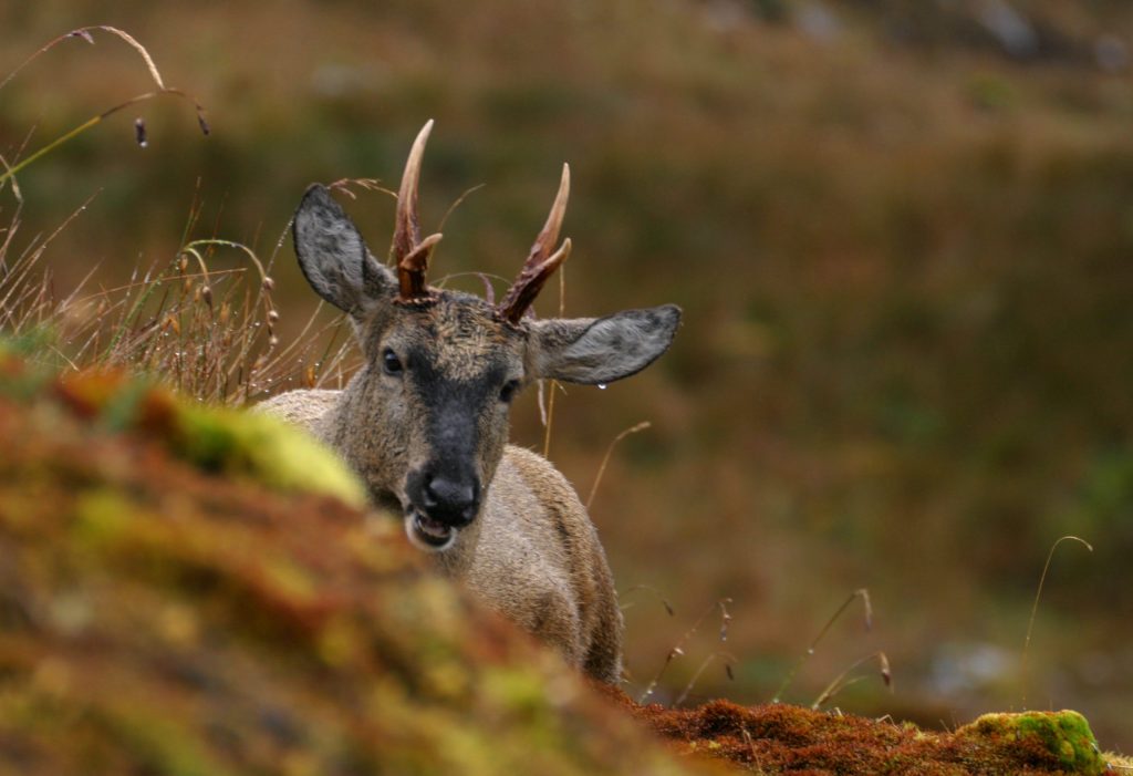 Estado como Custodio de la Naturaleza: expertos llaman a apoyar iniciativa constitucional