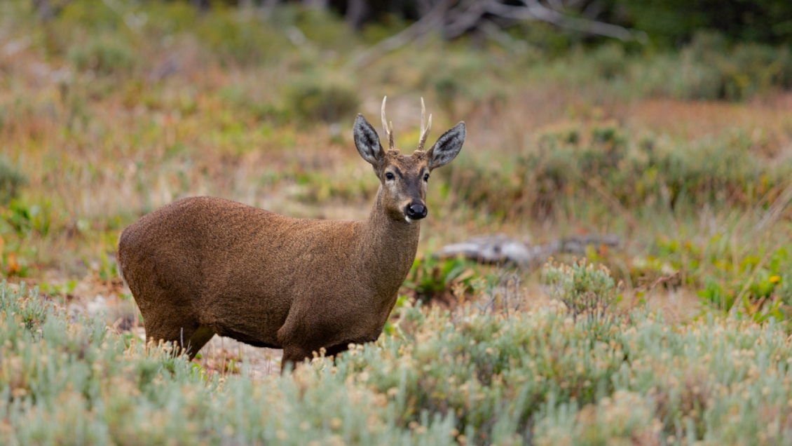 Los derechos de la naturaleza llegan al borrador de la nueva Constitución