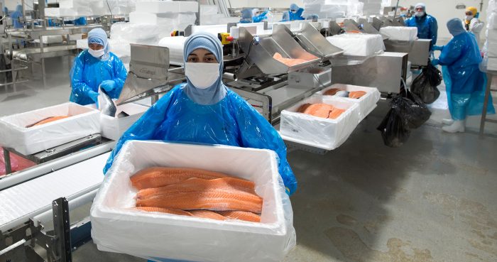Región de Los Lagos incrementó un 34,9% los envíos de salmón en doce meses