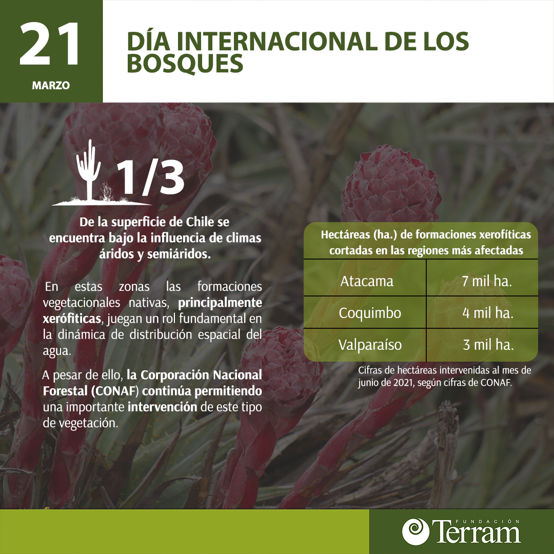 21 de Marzo: Día Internacional de los Bosques