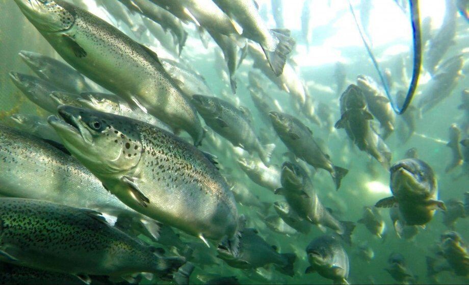 Abordan denuncia contra Marine Farm por sobreproducción y alteración del fondo marino