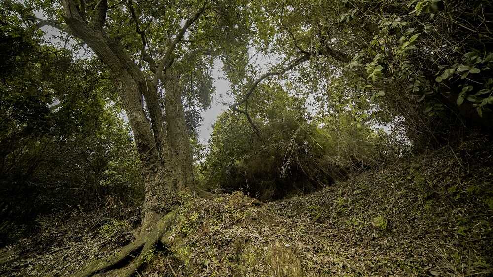 Vegetación nativa y cambio climático en Valparaíso