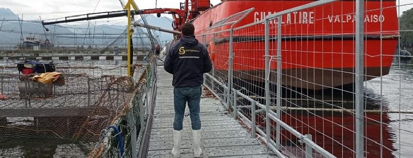 Retiran más de una tonelada de salmones muertos desde centro en el Estuario de Reloncaví