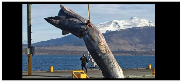 Mes del Mar: envían a basurero municipal a ballena colisionada en área salmonera, eludiendo normativa internacional