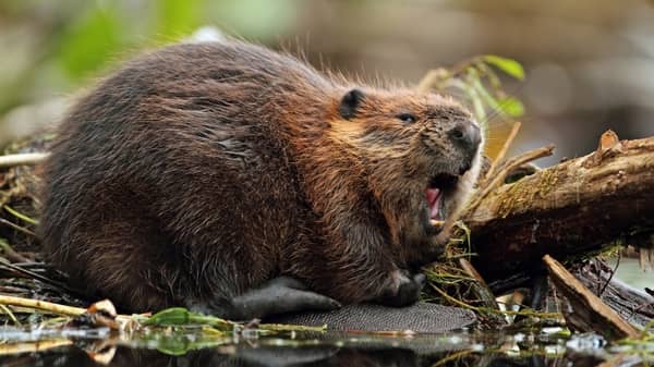 Biodiversidad: MMA avanza en listado para definir especies exóticas invasoras del país