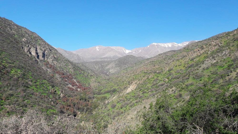 Informe declara necesidad de incorporar a la sociedad en la restauración de los bosques de Chile central