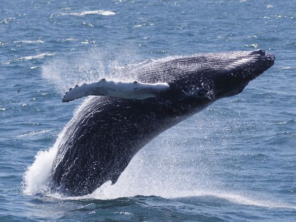 Estudio chileno sobre cetáceos marinos causa impacto a nivel mundial