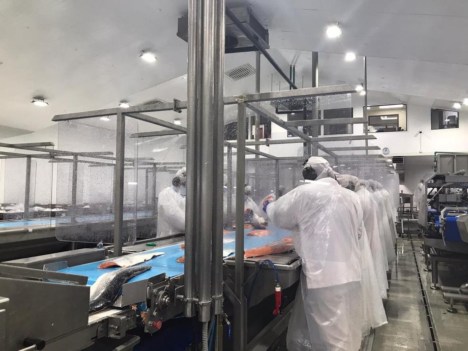 Reportan tasa de ausentismo en trabajadores de la industria chilena del salmón