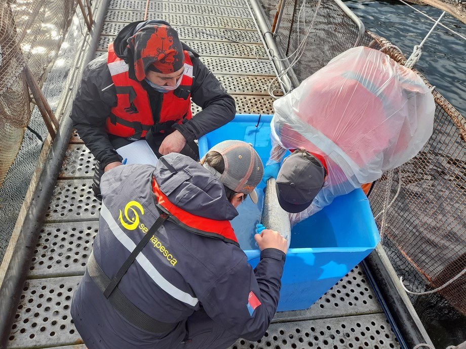 Sernapesca destaca millonarias multas a salmonicultoras en Aysén