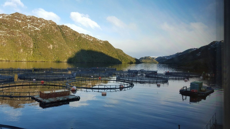 Critican a senador de Magallanes por llamar a defender salmonera multada por daño ambiental