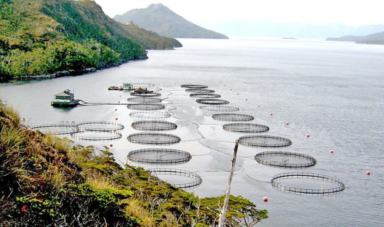 Confirman sanción a salmonera por informar fuera de plazo mortalidad en centro de cultivo