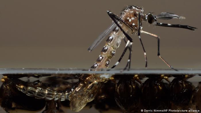 Más de la mitad de las enfermedades infecciosas se han agravado por el cambio climático