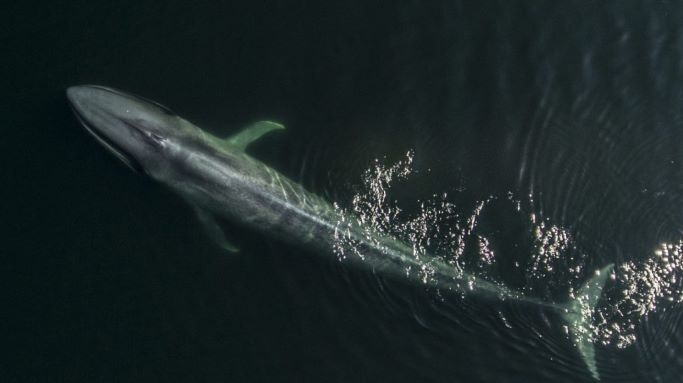 Nace Tic Toc – Golfo Corcovado, el parque marino que protege a las ballenas azules