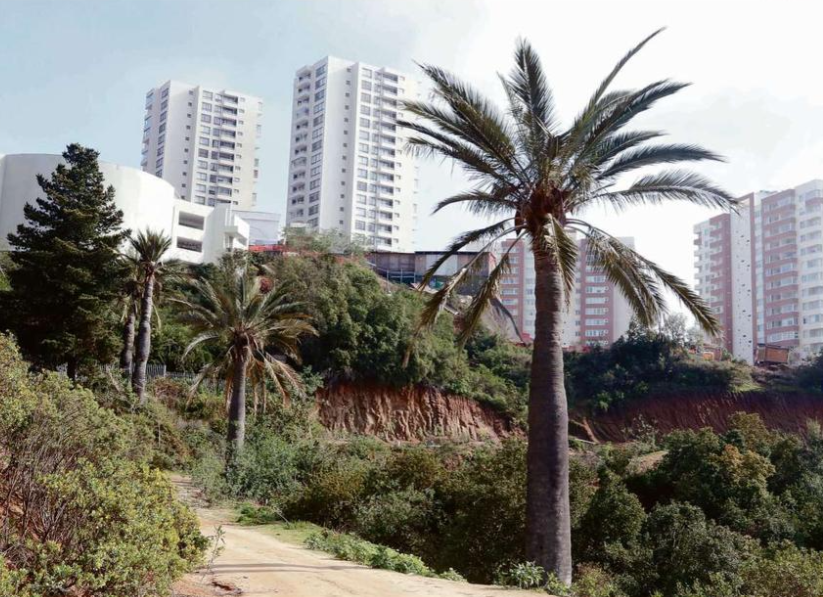 Piden revocar permiso a proyecto emplazado en pleno palmar de Viña del Mar Alto