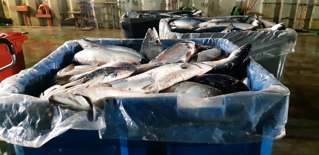 Pérdida de peces y derrame de agua en rampa: iniciarán acciones legales contra Australis Mar S.A.