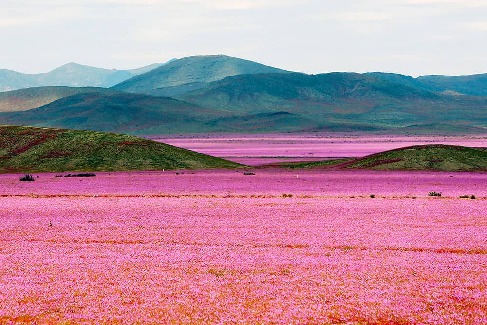 Proponen la creación del Parque Nacional Desierto Florido