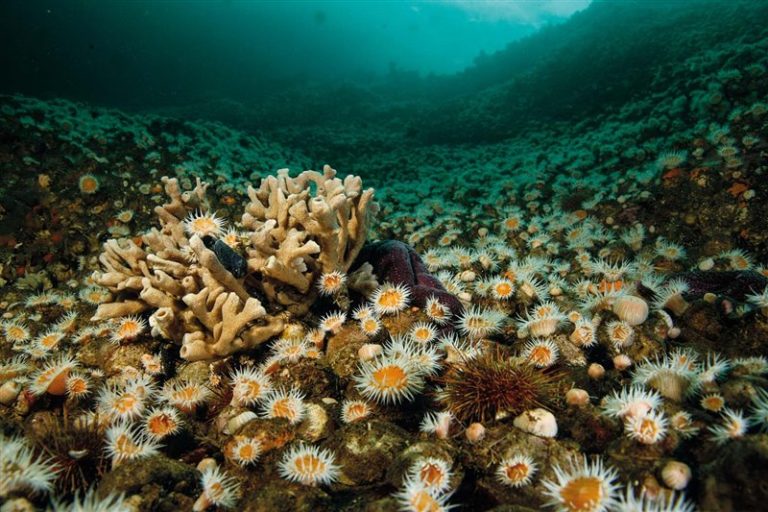 Científicos aseguran que degradación del área protegida fiordo Comau es preocupante