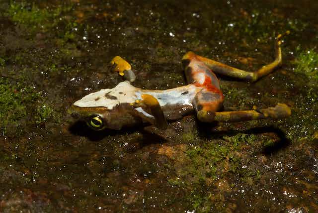 Las enfermedades emergentes que amenazan la fauna silvestre