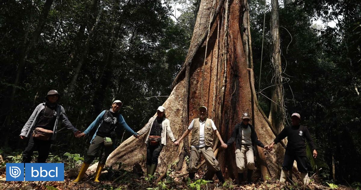 “Miedo a que nos secuestren, que nos maten”: la silenciosa tarea de los guardabosques de la Amazonía