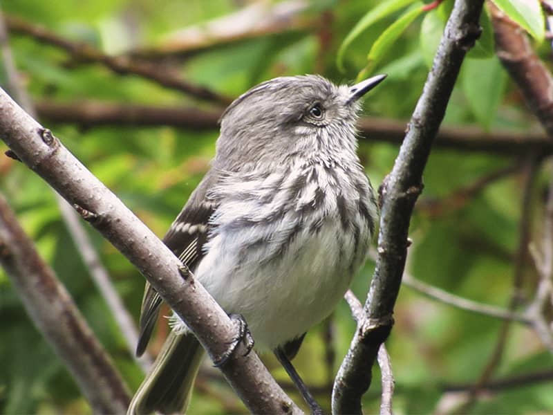 Presentan la Estrategia Nacional de Conservación de Aves al 2030