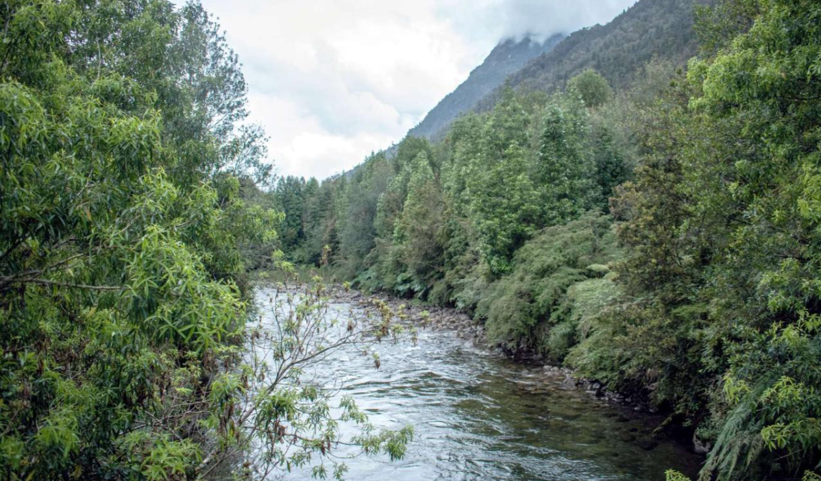 Estudio revela grave pérdida de bosque nativo desde Puerto Montt al sur