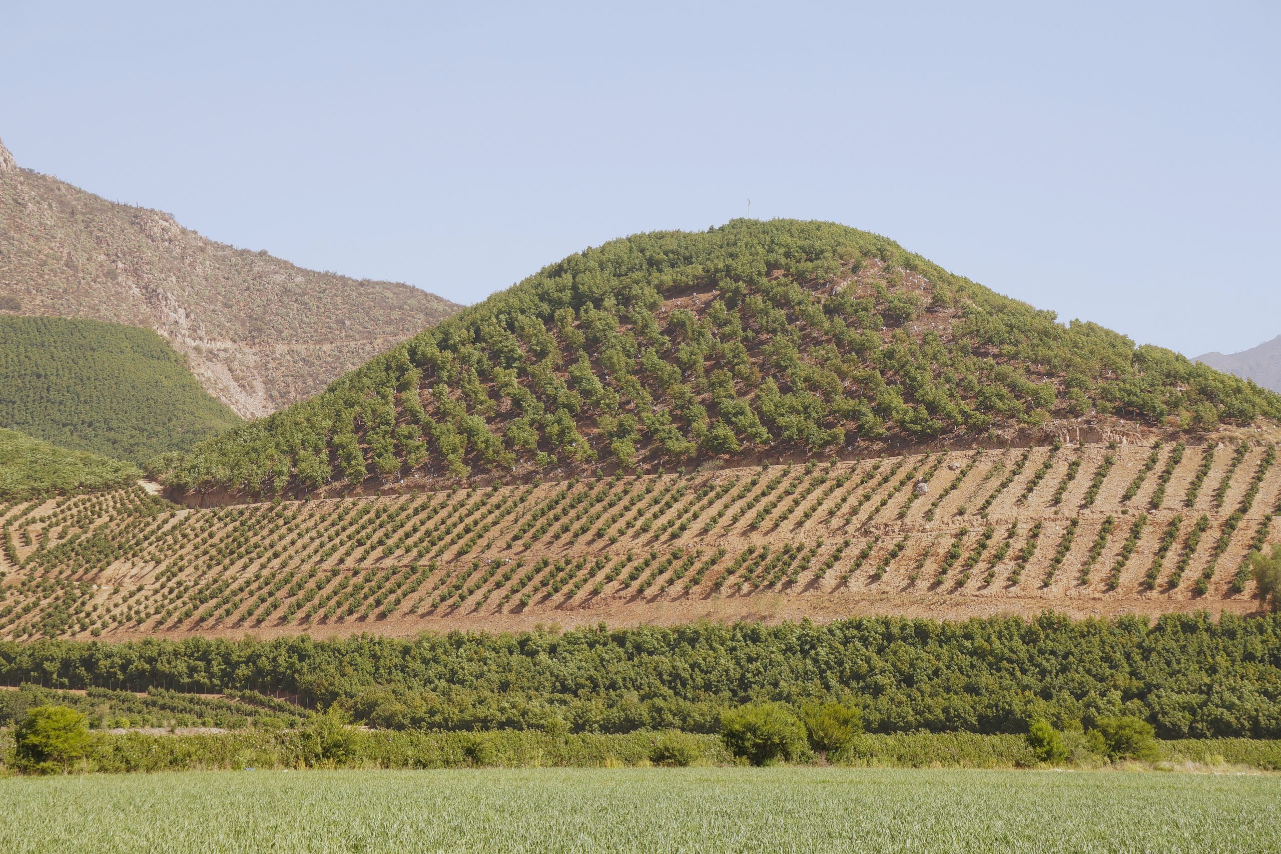 Gobierno propone excluir proyectos frutícolas en laderas de cerros de planes de financiamiento de riego