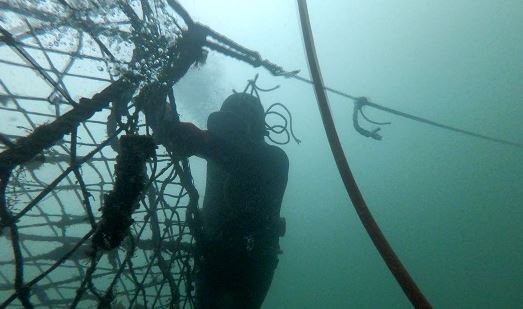 Confirman fallo que ordena a empresa salmonera y proveedora a indemnizar a buzo mariscador