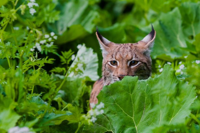 Naturaleza y clima, dos crisis gemelas que no pueden ser disociadas